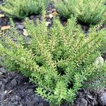 Erica x darleyensis f. aureifolia 'Mary Helen' - Winterheide, Dopheide