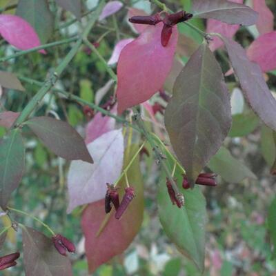 Kardinaalsmuts, kardinaalshoed - Euonymus alatus   