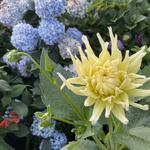 Dahlia 'Yellow star' - Dahlia