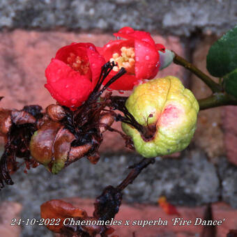 Chaenomeles x superba 'Fire Dance'