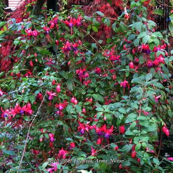 Fuchsia 'Army Nurse'