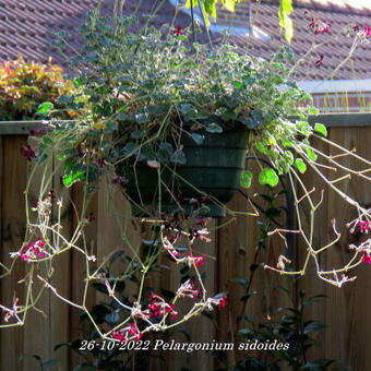 Pelargonium sidoides