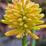 Kniphofia rooperi - Vuurpijl, fakkellelie