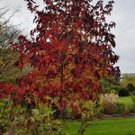 Liquidambar acalycina - Amberboom, Chinese Amberboom