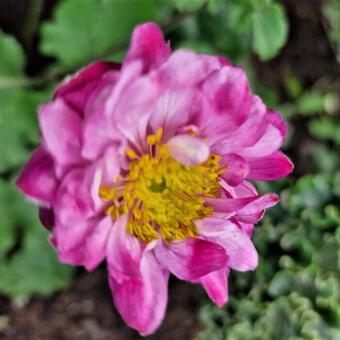 Anemone x hybrida 'Carmen'