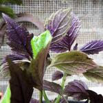 Plectranthus ciliatus - Plectranthus ciliatus