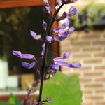 Plectranthus ciliatus - Plectranthus ciliatus