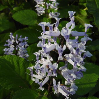 Plectranthus zuluensis