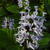 Plectranthus zuluensis