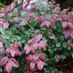 Loropetalum chinense 'Tang Dynasty' - Chinese franjeboom