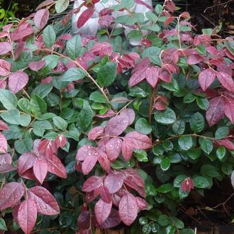 Loropetalum chinense 'Tang Dynasty'