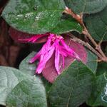 Loropetalum chinense 'Tang Dynasty' - Chinese franjeboom