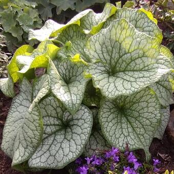 Brunnera macrophylla 'Alexander's Great'