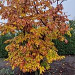 Styrax japonicus 'Evening Light' - Storaxboom, Japanse sneeuwbal