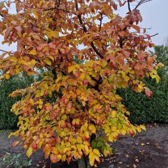 Styrax japonicus 'Evening Light'