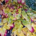 Styrax japonicus 'Evening Light' - Storaxboom, Japanse sneeuwbal