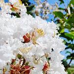 Lagerstroemia indica 'Kimono' - Indische sering