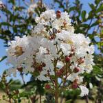 Lagerstroemia indica 'Kimono' - Indische sering