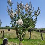 Lagerstroemia indica 'Kimono' - Indische sering