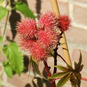 Ricinus communis