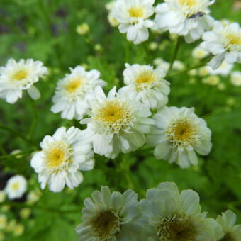 Tanacetum parthenium 'Sissinghurst White'