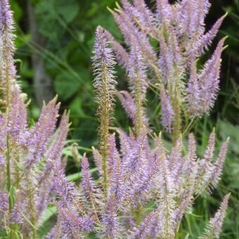 Veronicastrum virginicum 'Fascination'