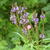 Verbena hastata 'Blue Spires'