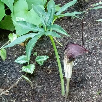 Arisaema ringens