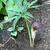 Arisaema ringens