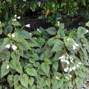 Begonia grandis 'Sparkle and Shine'