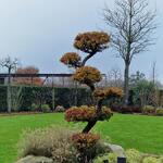 Larix kaempferi - Japanse larix