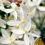 Clematis armandii - Bosrank