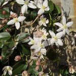 Clematis armandii - Bosrank