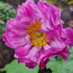 Anemone x hybrida 'Carmen' - Herfstanemoon