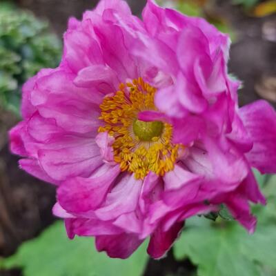 Herfstanemoon - Anemone x hybrida 'Carmen'