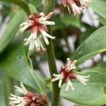 Sarcococca orientalis - Vleesbes