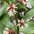 Sarcococca orientalis