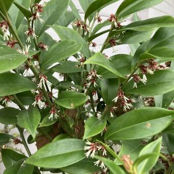 Sarcococca orientalis