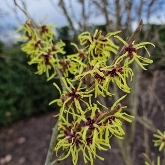 Hamamelis x intermedia 'Pallida'