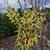 Hamamelis x intermedia 'Pallida'