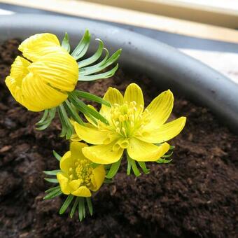 Eranthis hyemalis 'Schwefelglanz'