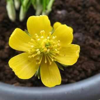 Eranthis hyemalis 'Schwefelglanz'