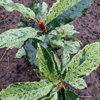 Photinia serratifolia 'Pink Crispy'