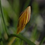 Crocus chrysanthus 'Zwanenburg Bronze' - Krokus