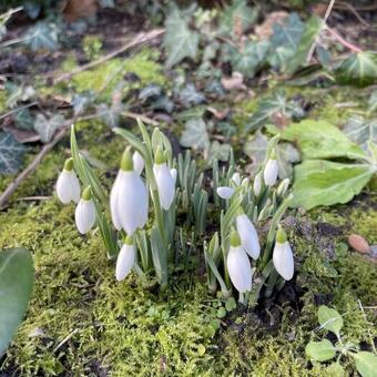 Galanthus nivalis