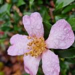 Camellia sasanqua 'Rosea' - Camelia