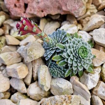 Saxifraga federici-augusti subsp. grisebachii