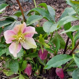 Helleborus orientalis 'HELLO Ruby'