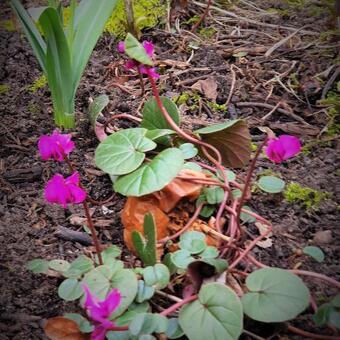 Cyclamen coum 'Ruby Star'