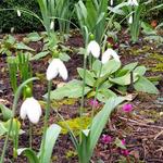 Galanthus elwesii 'Cedric's Prolific' - Breedbladig sneeuwklokje